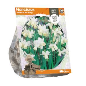Baltus Narcissus Triandrus Ice Wings bloembollen per 3 stuks